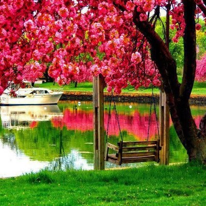 Shock với tour kh&aacute;m ph&aacute; nước Mỹ, ngắm hoa anh đ&agrave;o gi&aacute; chỉ 78.780.000 